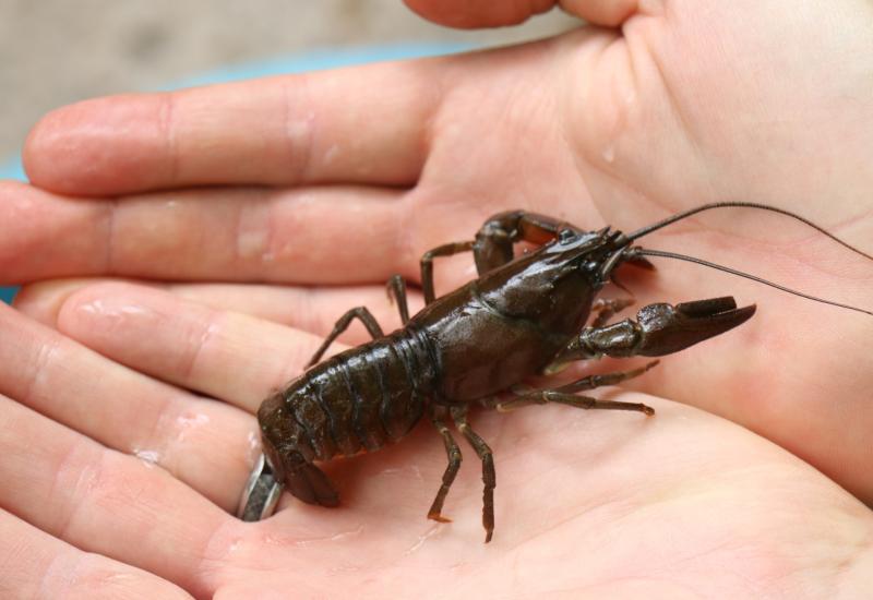 Thousands of invasive crayfish removed from Burrator Reservoir