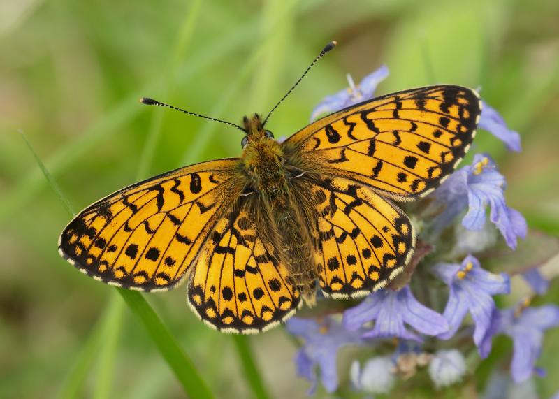 Four Devon butterfly species hit record lows as Dartmoor offers rare hope
