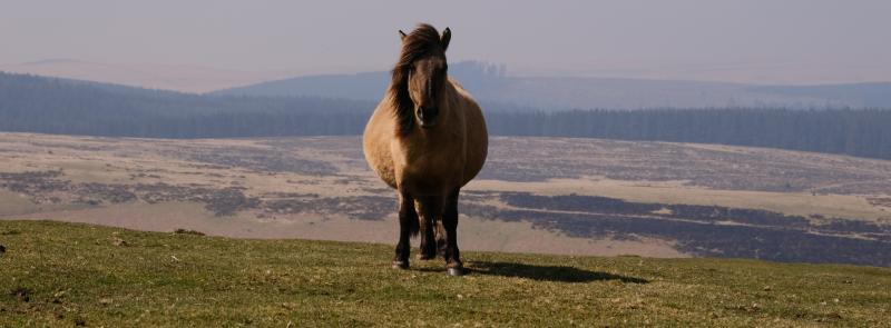 Dartmoor farmers lead major nature recovery scheme backed by government funding