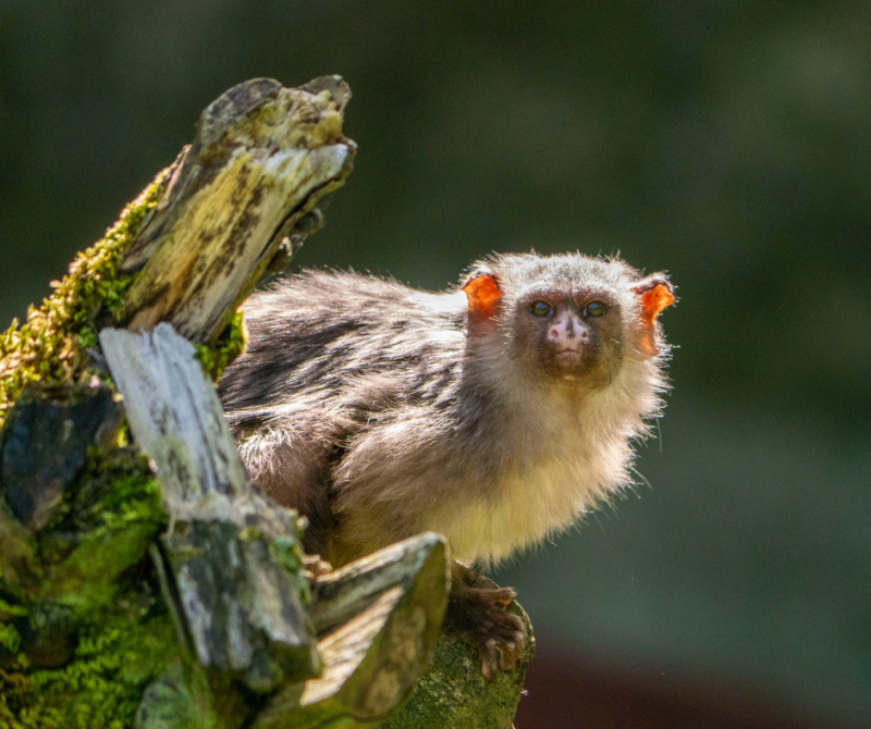 Rare marmoset Ernie finds new home at Dartmoor Zoo after tragic loss