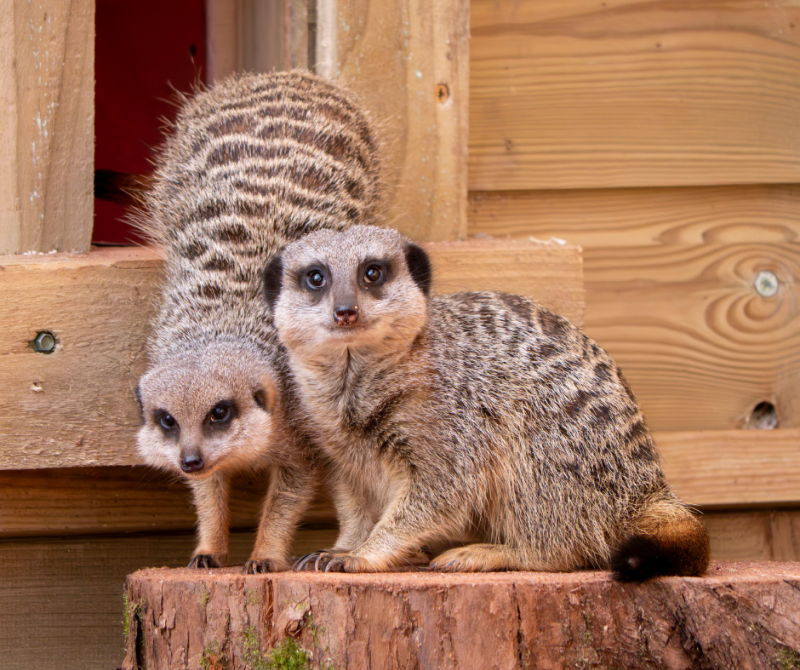 Dartmoor Zoo introduces annual passes to ease cost-of-living pressures
