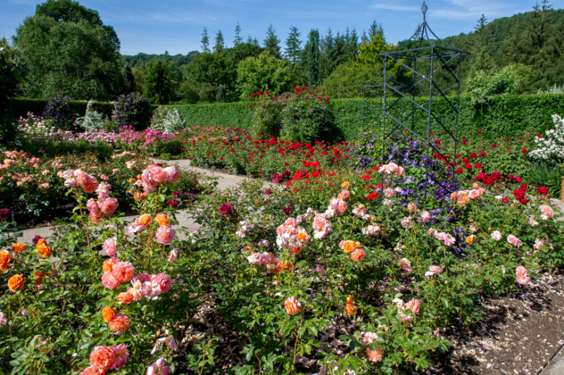 RHS Rosemoor celebrates 35 years of the South West’s largest rose collection