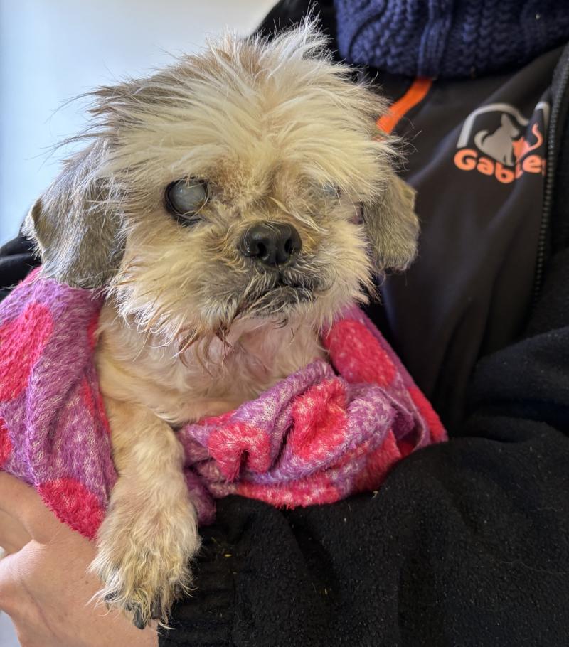 Rescue centre saves blind Shih Tzu from euthanasia after severe neglect