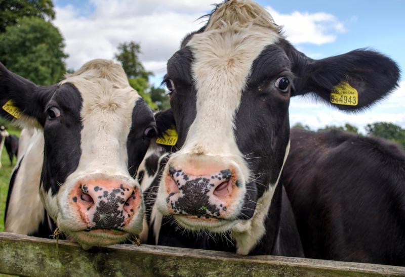 South West farms gear up to welcome visitors for Open Farm Sunday on June 8th