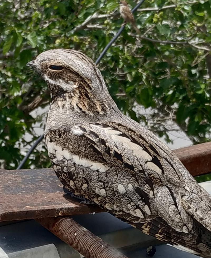 European Nightjar