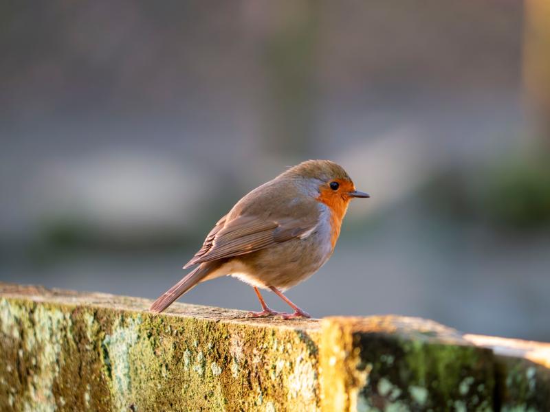 Not just tigers: how a Devon zoo is saving UK species too