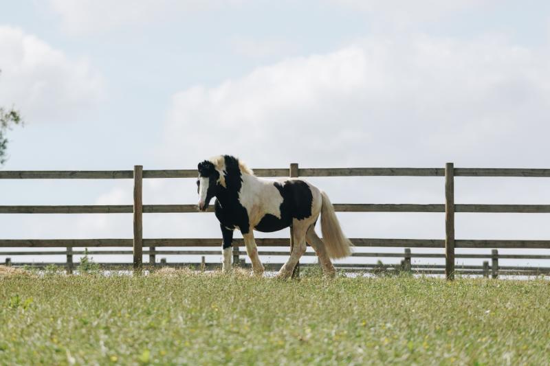 Abandoned horse begins new life at The Mare and Foal Sanctuary's Newton Abbot Veterinary and Welfare Assessment Centre