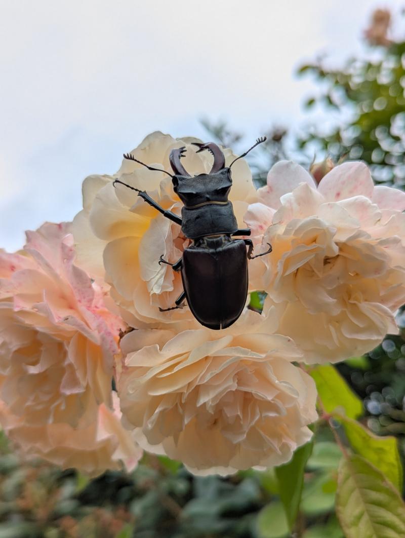 Male stage beetle on a rose