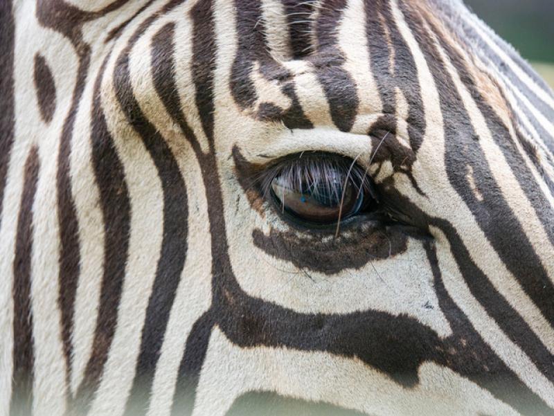 Dartmoor Zoo supports zebra conservation with new animal transfers and breeding efforts