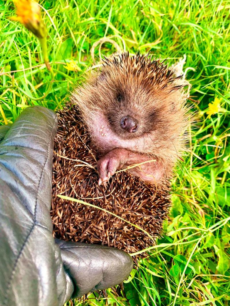 Devon residents urged to help hedgehogs as wildlife rescues peak this summer