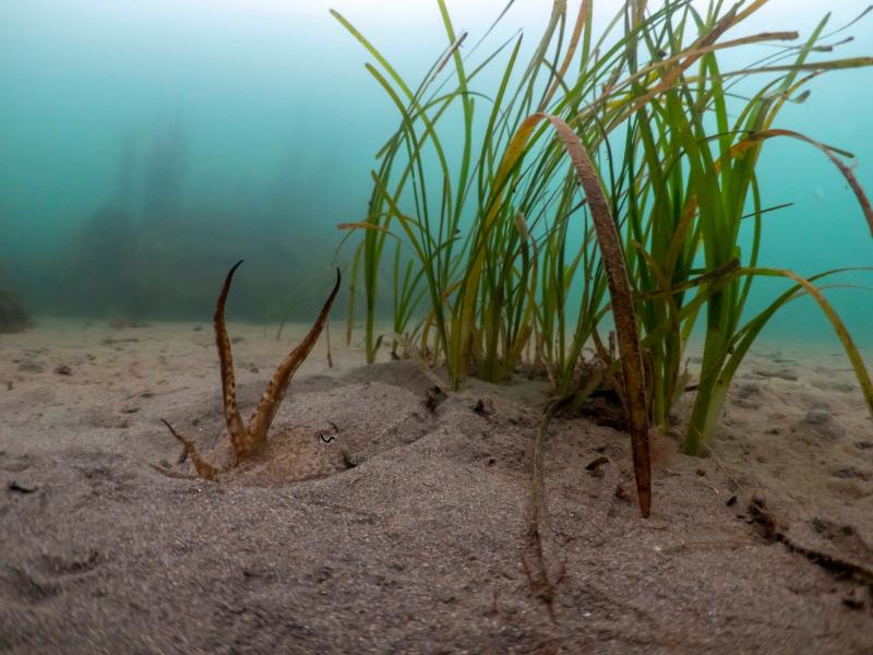 Seagrass meadows return to Devon and Cornwall as South West Water backs restoration science