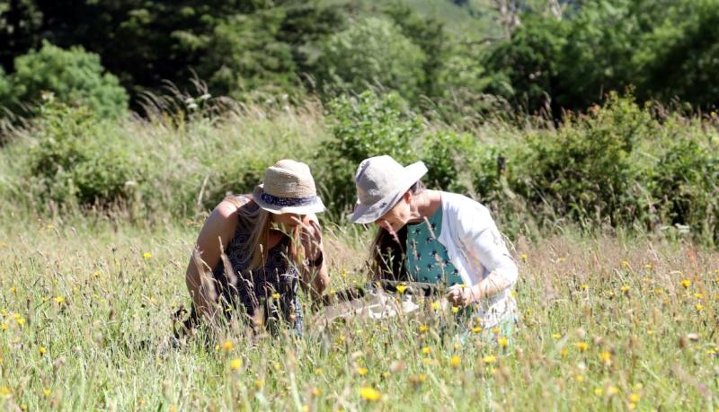 ‘An inspiring movement’ – Major milestone as 3,000 acres of wildflower meadows thrive across Devon
