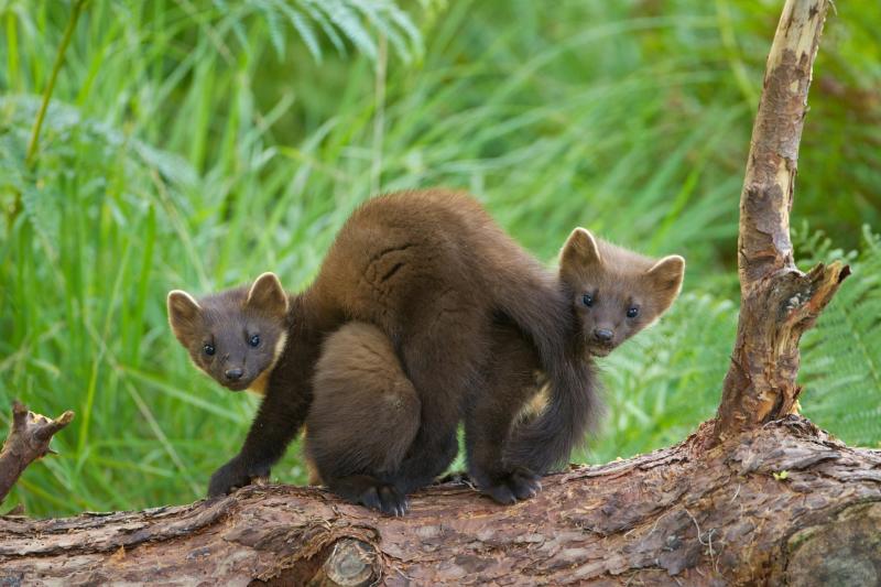 Pine marten kits