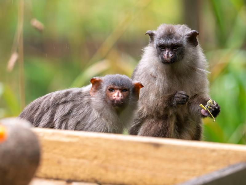 Dartmoor Zoo’s tiny new couple could change the future for rare marmosets