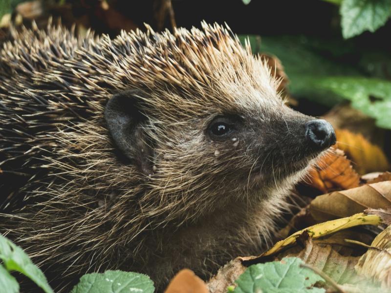 Why leaving part of your Devon garden wild could help hedgehogs thrive
