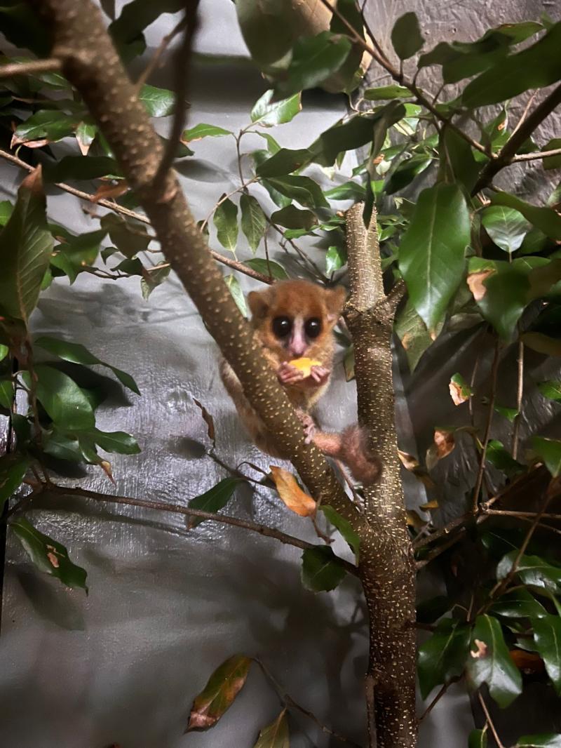 Shaldon Wildlife Trust welcomes UK’s first Goodman’s mouse lemurs