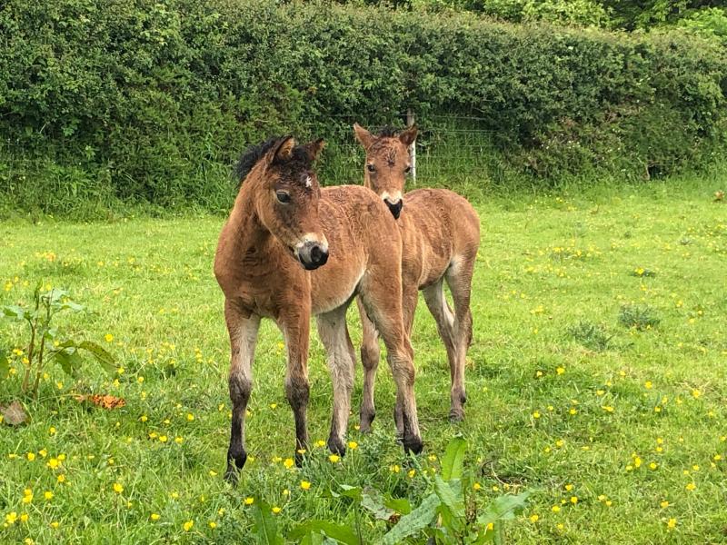 Dartmoor Pony Society to host fourth International Convention and Centenary celebrations