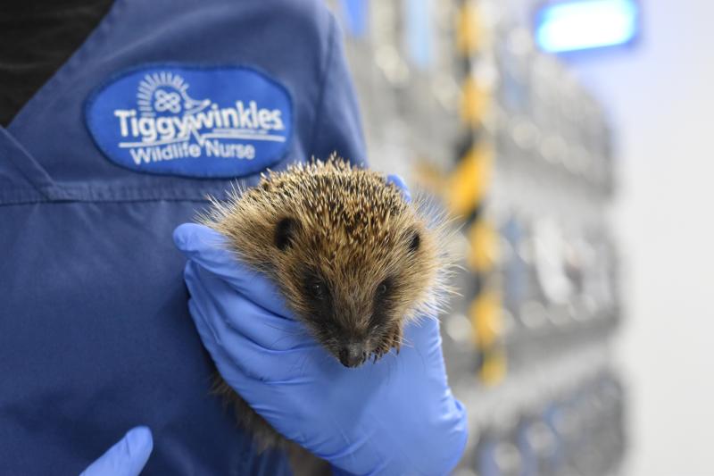 Gardeners urged to help hedgehogs as temperatures soar past 30°C