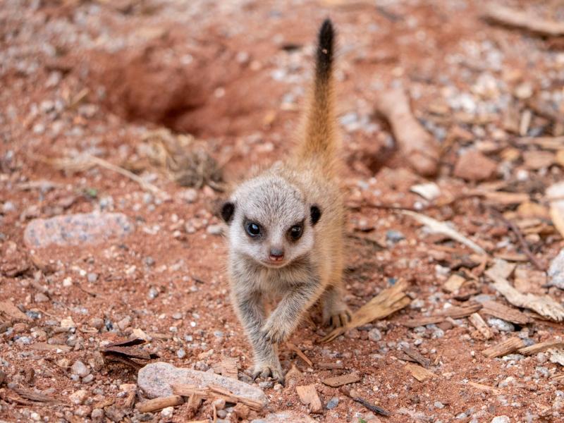 Meerkat Pups [Dartmoor Zoo]