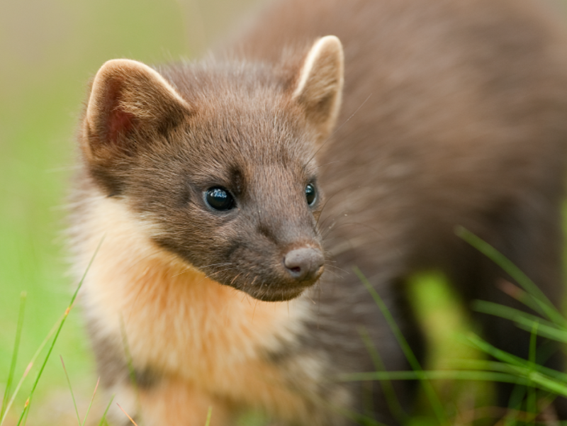 National Highways backs efforts to protect pine martens on Devon’s roads