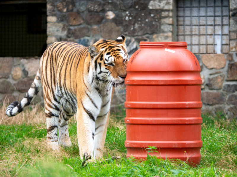 Dragan and his new olive barrel Credit- Kira Butters