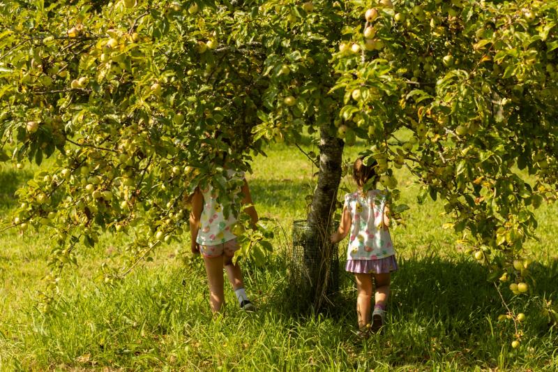 Early bumper apple harvest brings extra picking weekend to Cotehele Estate