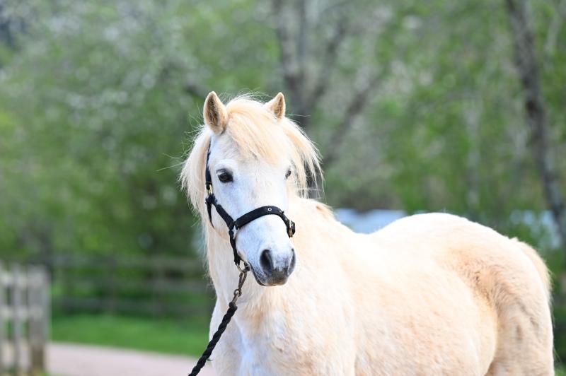 Rescued ponies in Devon search for second chances in new homes