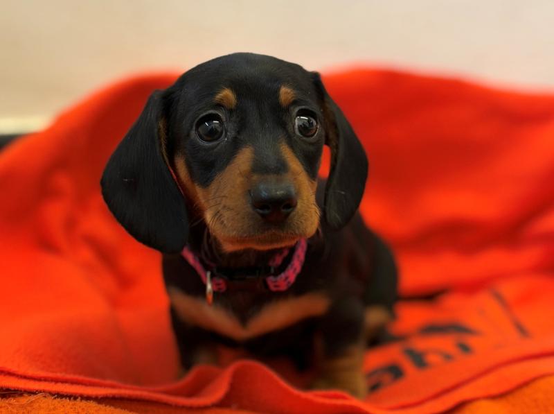 Miniature Dachshund Harriet Credit- Gables