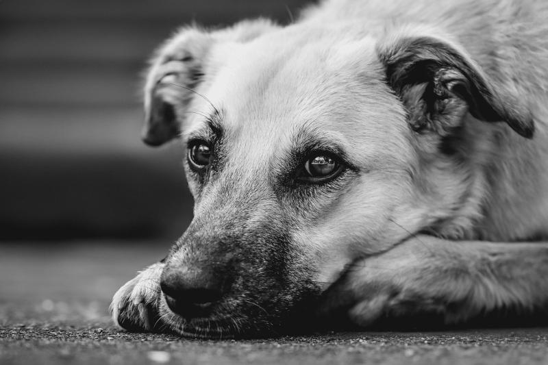 Heroes with four paws: Audax champions Hounds for Heroes at International Security Expo