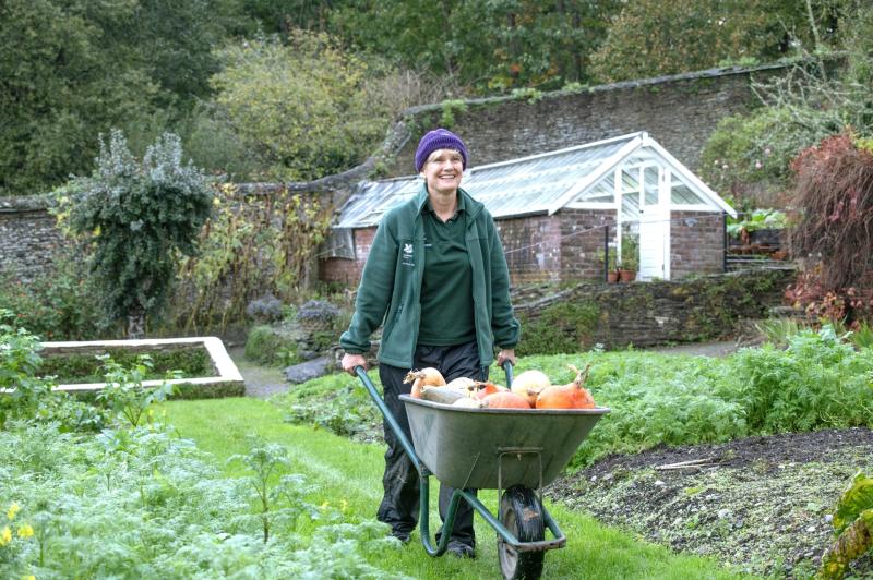 National Trust Devon gardens enjoy bumper 2025 harvest of apples and pumpkins