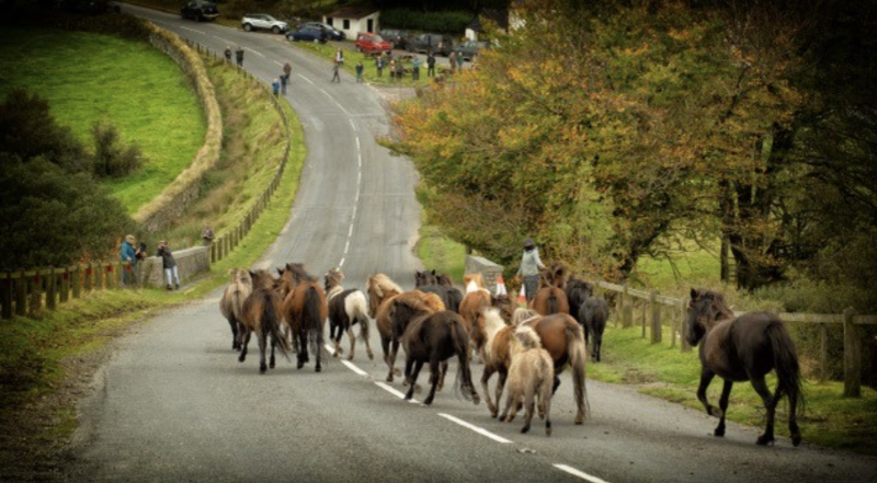 Dartmoor Ponies Credit- Dartmoor Commoner's Council
