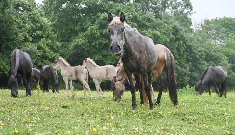 Over 70 Icelandic Horses were saved Credit- The Mare and Foal Sanctuary