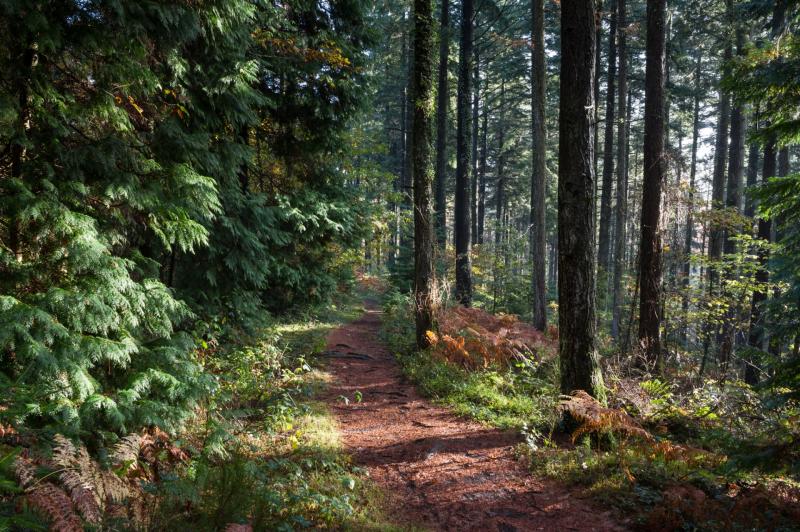 New woodland planned for Okehampton 