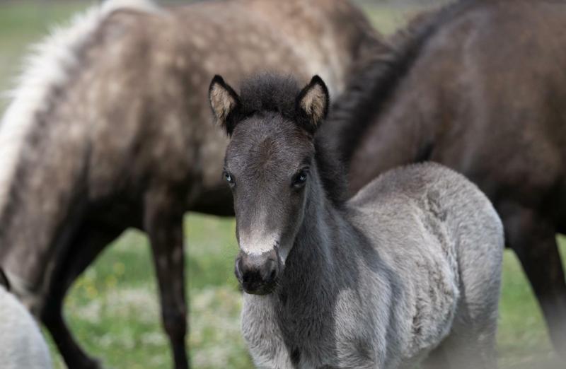 The young foal with bright blue eyes who needs a name Credit- Mare and Foal Sanctaury