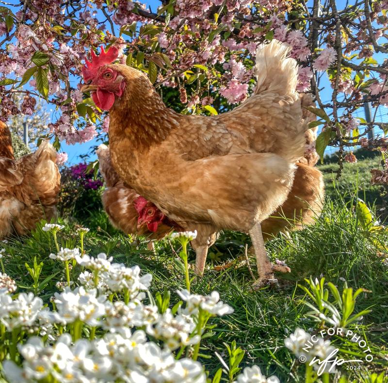 Devon charity celebrating national award after rehoming over one million hens