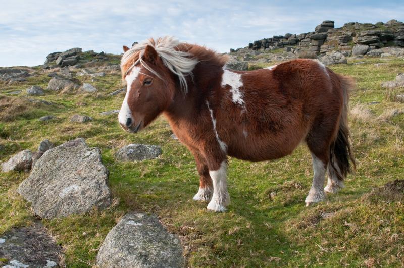 Hill Pony on Rowtor, Dartmoor Credit- Miles Wolstenholme