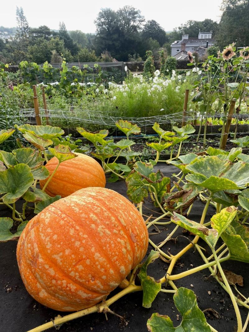 Pumpkins in the walled garden Credit- Toria Hare