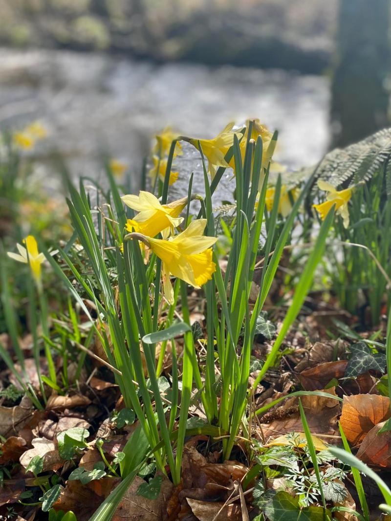 The action gets underway at 10.30am with hundreds of native bulb varieties awaiting attention Credit- Bovey Tracey Town Council
