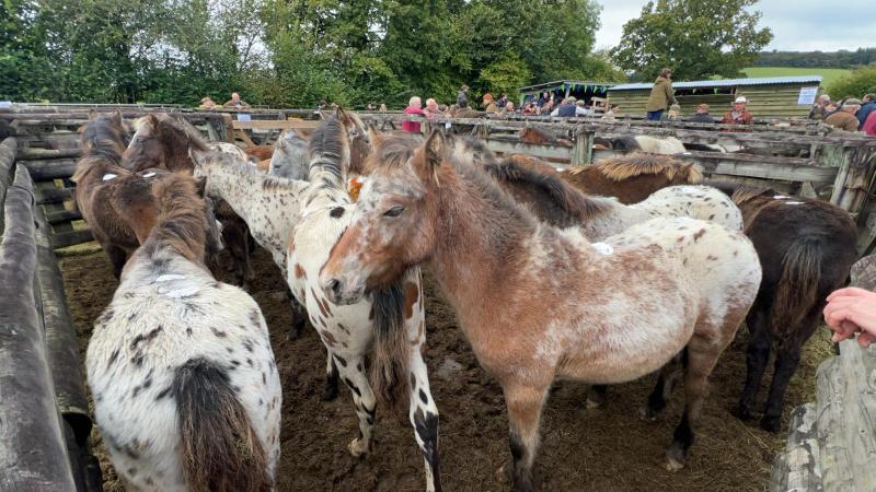Ponies at the drift sale held in Chagford every year