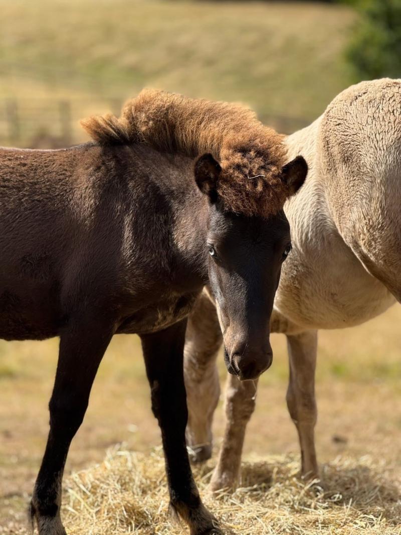 Mare and Foal Sanctuary reveal beautiful foal’s new name