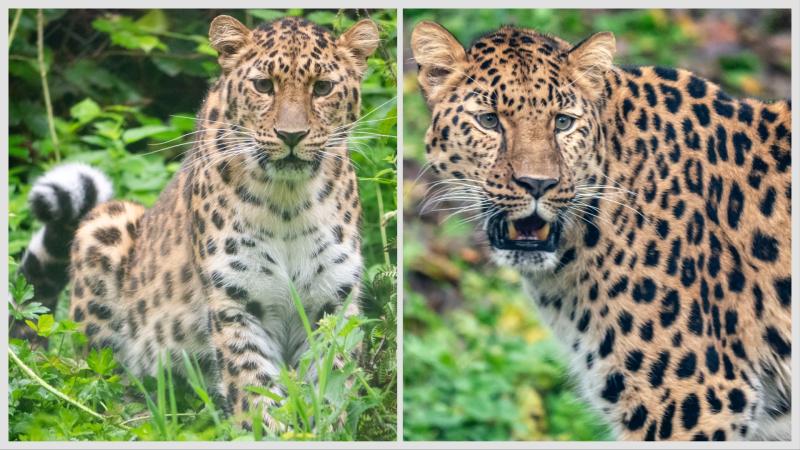 Amur Leopard parents Lena (L) and Freddo (R) Credit- Kira Butters DZ