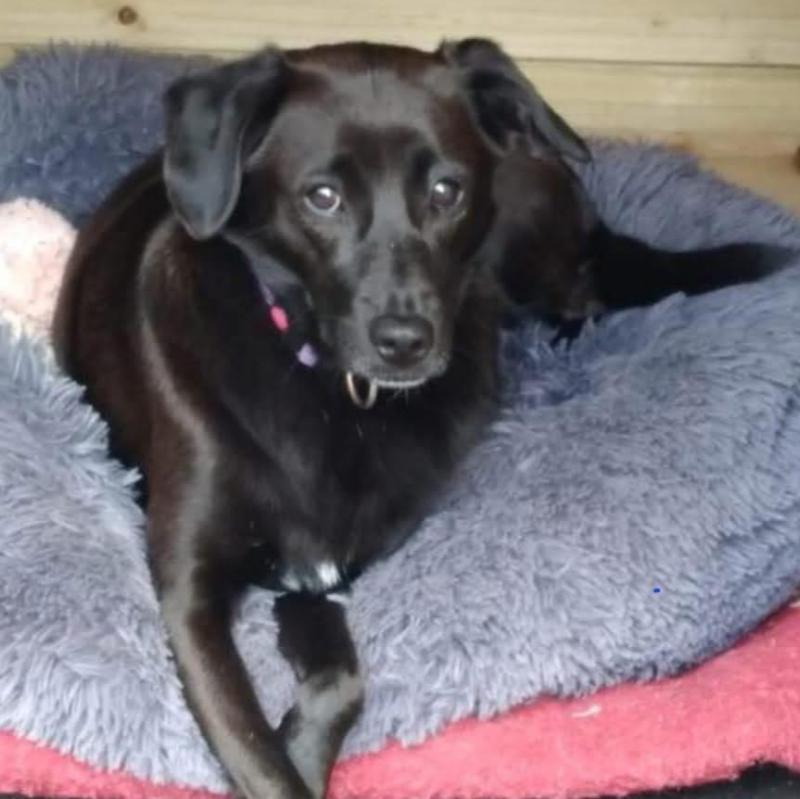 Bella, the black Lab, has been missing for a number of days Credit- Greta Bee FB