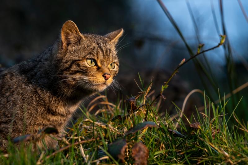 New report finds the return of wildcats to South West England is feasible
