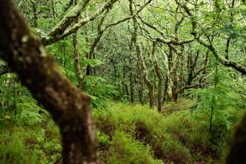 New report warns South West’s rare temperate rainforests at risk