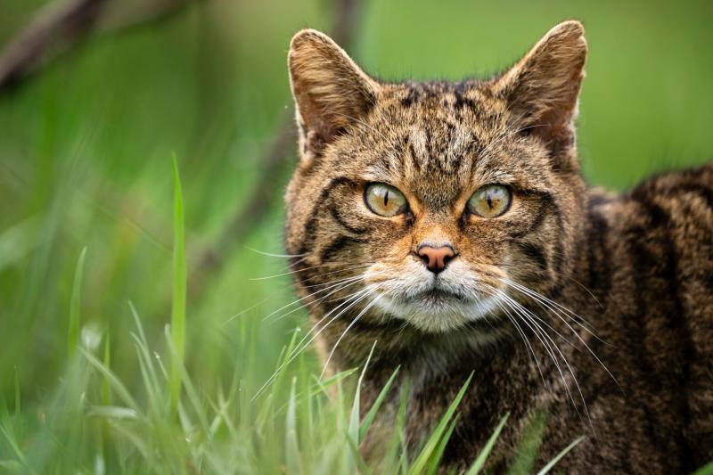 Return of wildcats to South West England found to be feasible