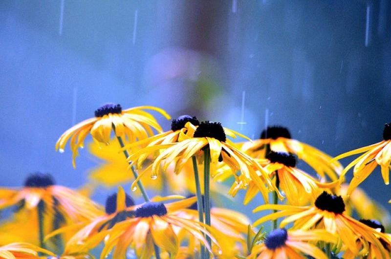Gardening: Why does it always rain on me?
