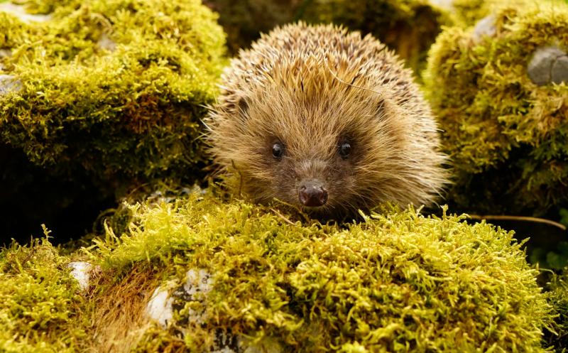 Members are looking at ways to promote hedgehog welfare Image- Cllr Sue Simmons