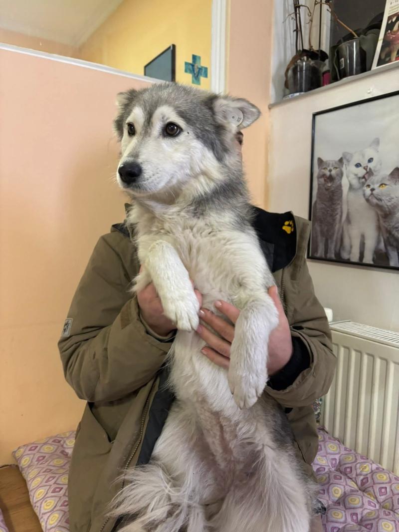 Heartbreak in Torbay as rescue dog becomes critically ill days after adoption, with vet bills topping &pound;8,600