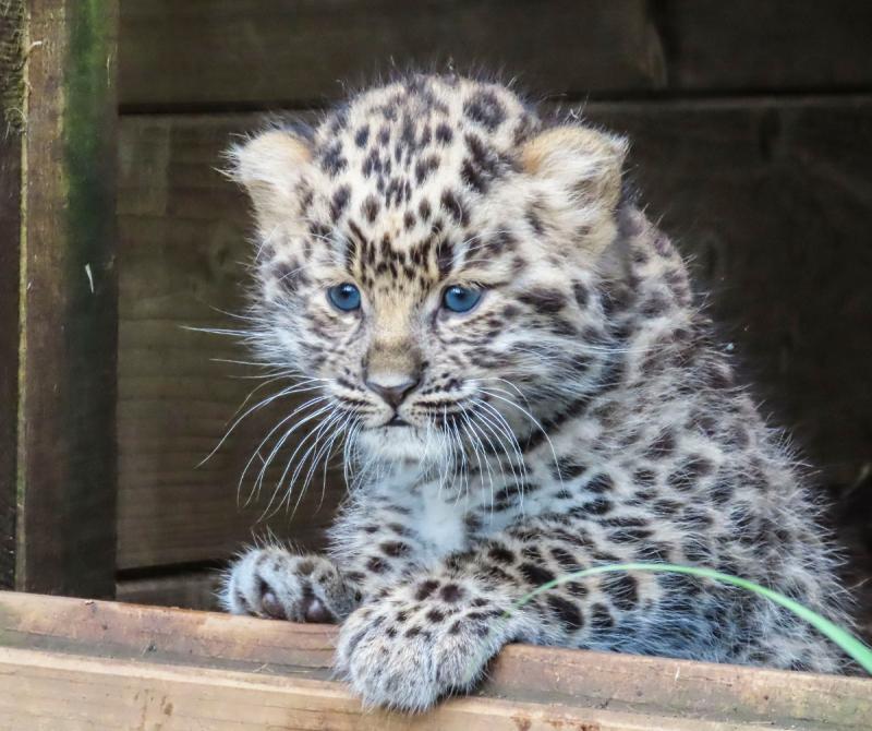 The baby Leopard cub has now been named Image- Madeleine Millin