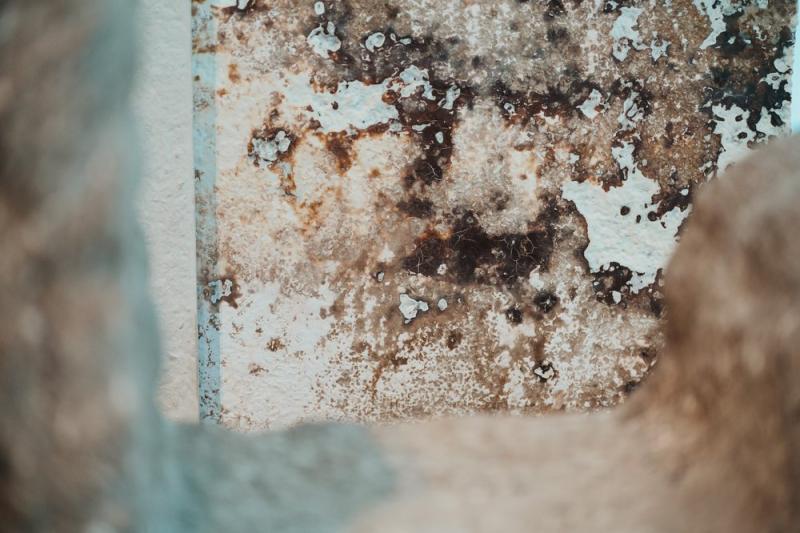 Council steps in as damp and mould cases rise across West Devon Image- Sebastian Dahl